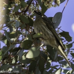 Caligavis chrysops at Deakin, ACT - 13 Oct 2019 08:05 AM