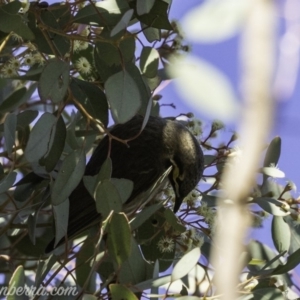 Caligavis chrysops at Deakin, ACT - 13 Oct 2019 08:05 AM