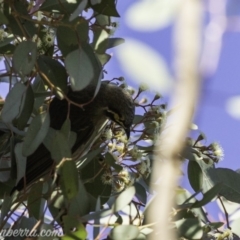 Caligavis chrysops at Deakin, ACT - 13 Oct 2019 08:05 AM