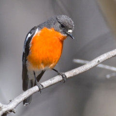 Petroica phoenicea (Flame Robin) at Rendezvous Creek, ACT - 19 Oct 2019 by Marthijn