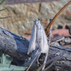 Philobota xiphostola at Namadgi National Park - 19 Oct 2019 by Marthijn