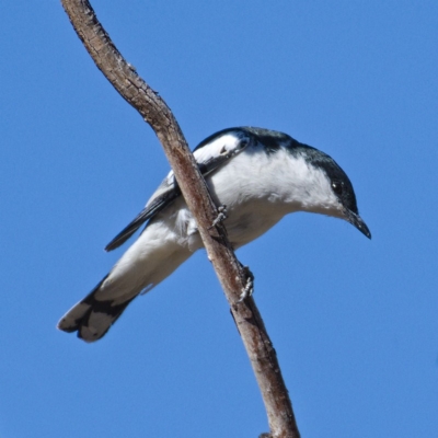 Lalage tricolor (White-winged Triller) at Rendezvous Creek, ACT - 20 Oct 2019 by Marthijn