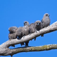 Artamus cyanopterus cyanopterus (Dusky Woodswallow) at Rendezvous Creek, ACT - 19 Oct 2019 by Marthijn