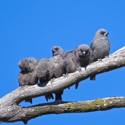 Artamus cyanopterus (Dusky Woodswallow) at Rendezvous Creek, ACT - 20 Oct 2019 by Marthijn