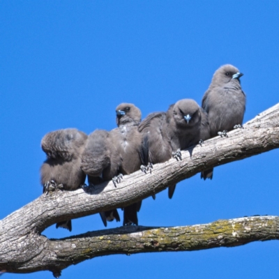 Artamus cyanopterus (Dusky Woodswallow) at Rendezvous Creek, ACT - 19 Oct 2019 by Marthijn