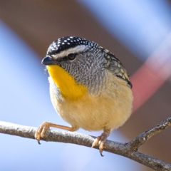 Pardalotus punctatus (Spotted Pardalote) at Rendezvous Creek, ACT - 20 Oct 2019 by Marthijn