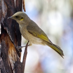 Ptilotula fusca (Fuscous Honeyeater) at Rendezvous Creek, ACT - 20 Oct 2019 by Marthijn