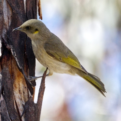 Ptilotula fusca (Fuscous Honeyeater) at Rendezvous Creek, ACT - 20 Oct 2019 by Marthijn