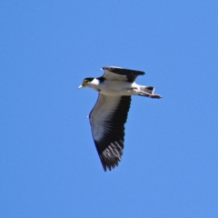 Vanellus miles (Masked Lapwing) at Rendezvous Creek, ACT - 20 Oct 2019 by Marthijn