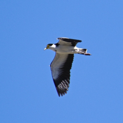 Vanellus miles (Masked Lapwing) at Rendezvous Creek, ACT - 19 Oct 2019 by Marthijn