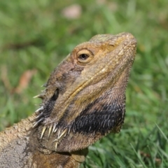 Pogona barbata (Eastern Bearded Dragon) at Acton, ACT - 18 Oct 2019 by TimL