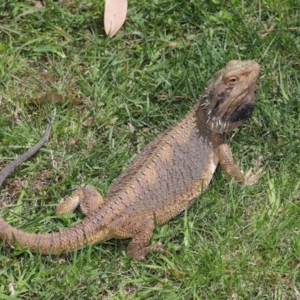 Pogona barbata at Acton, ACT - 18 Oct 2019