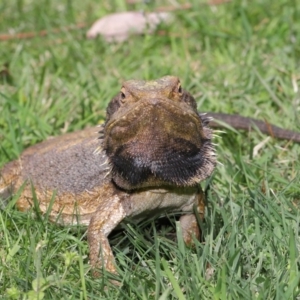 Pogona barbata at Acton, ACT - 18 Oct 2019