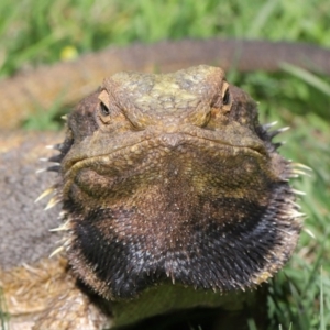 Pogona barbata at Acton, ACT - 18 Oct 2019