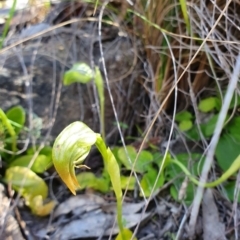Pterostylis nutans (Nodding Greenhood) at Brindabella, NSW - 20 Oct 2019 by AaronClausen
