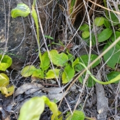 Pterostylis nutans at Brindabella, NSW - suppressed