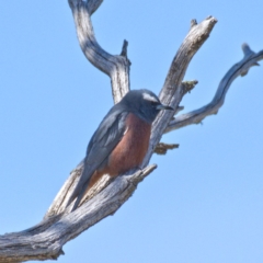 Artamus superciliosus (White-browed Woodswallow) at Rendezvous Creek, ACT - 20 Oct 2019 by Marthijn