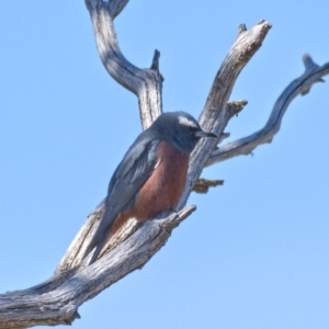 Artamus superciliosus at Rendezvous Creek, ACT - 20 Oct 2019 12:14 PM