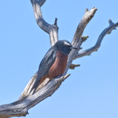 Artamus superciliosus (White-browed Woodswallow) at Rendezvous Creek, ACT - 20 Oct 2019 by Marthijn