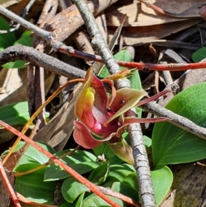 Chiloglottis valida at Brindabella, NSW - suppressed