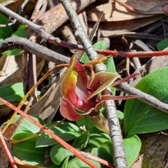 Chiloglottis valida (Large Bird Orchid) at Brindabella, NSW - 20 Oct 2019 by AaronClausen