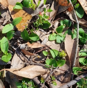 Chiloglottis valida at Brindabella, NSW - suppressed