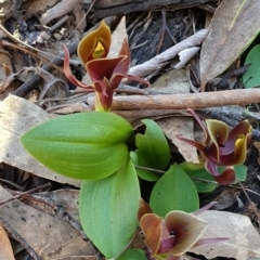 Chiloglottis valida at Brindabella, NSW - suppressed