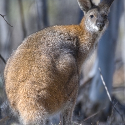 Notamacropus rufogriseus (Red-necked Wallaby) at Rendezvous Creek, ACT - 20 Oct 2019 by Marthijn