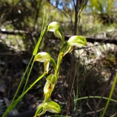 Bunochilus montanus (ACT) = Pterostylis jonesii (NSW) (Montane Leafy Greenhood) at Brindabella, NSW - 20 Oct 2019 by AaronClausen