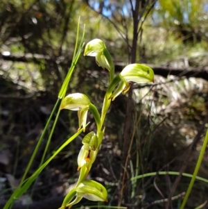 Bunochilus montanus (ACT) = Pterostylis jonesii (NSW) at Brindabella, NSW - 20 Oct 2019