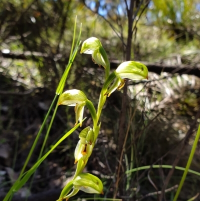 Bunochilus montanus (Montane Leafy Greenhood) at Brindabella, NSW - 20 Oct 2019 by AaronClausen