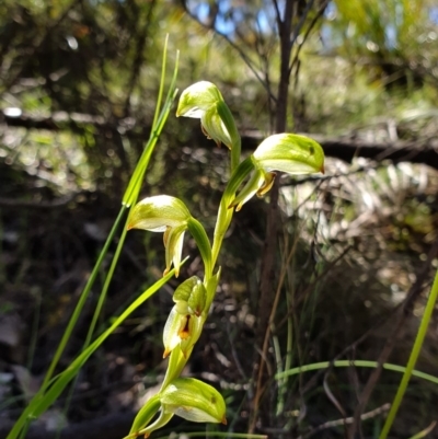 Bunochilus montanus (ACT) = Pterostylis jonesii (NSW) (Montane Leafy Greenhood) at Brindabella, NSW - 20 Oct 2019 by AaronClausen
