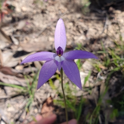 Glossodia major (Wax Lip Orchid) at Brindabella, NSW - 20 Oct 2019 by AaronClausen