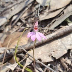 Caladenia carnea (Pink Fingers) at Brindabella, NSW - 20 Oct 2019 by AaronClausen
