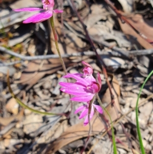 Caladenia carnea at Brindabella, NSW - 20 Oct 2019