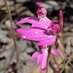 Caladenia carnea at Brindabella, NSW - 20 Oct 2019