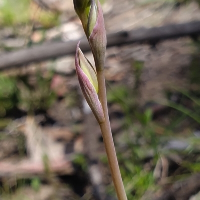 Calochilus sp. at Brindabella, NSW - 20 Oct 2019 by AaronClausen