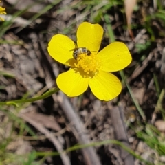 Lasioglossum (Chilalictus) sp. (genus & subgenus) (Halictid bee) at Brindabella, NSW - 20 Oct 2019 by AaronClausen