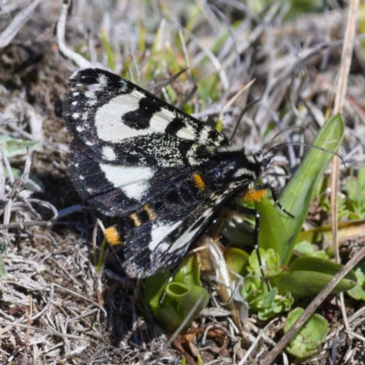 Agaristodes feisthamelii (A day flying noctuid moth) at Namadgi National Park - 20 Oct 2019 by Marthijn