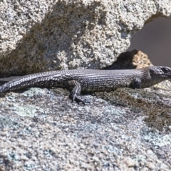 Egernia cunninghami (Cunningham's Skink) at Rendezvous Creek, ACT - 20 Oct 2019 by Marthijn