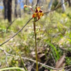 Diuris pardina (Leopard Doubletail) at Brindabella, NSW - 20 Oct 2019 by AaronClausen