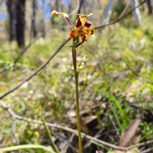 Diuris pardina at Brindabella, NSW - suppressed