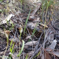 Pterostylis pedunculata at Brindabella, NSW - suppressed