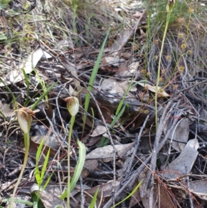 Pterostylis pedunculata at Brindabella, NSW - suppressed