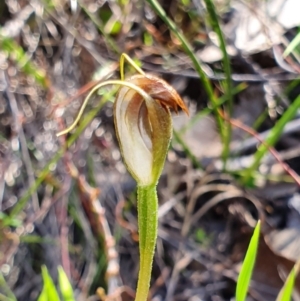 Pterostylis pedunculata at Brindabella, NSW - suppressed