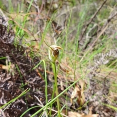 Pterostylis pedunculata at Brindabella, NSW - suppressed