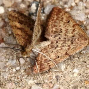 Scopula rubraria at Rendezvous Creek, ACT - 20 Oct 2019