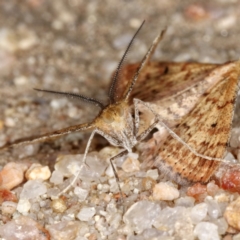 Scopula rubraria at Rendezvous Creek, ACT - 20 Oct 2019