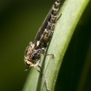 Inopus rubriceps at Spence, ACT - 20 Oct 2019 05:17 PM