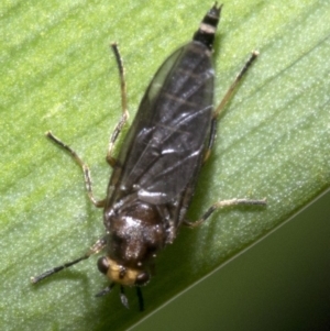 Inopus rubriceps at Spence, ACT - 20 Oct 2019